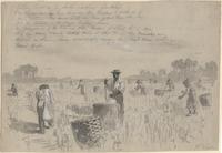 Gathering cotton on a South Carolina plantation