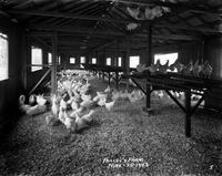 Farley's Farm chickens