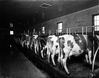 Belle Pointe Dairy Farm