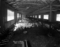 Farley's Farm chickens