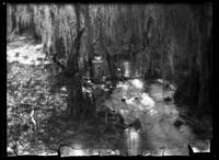 Mossy swamp scene