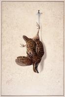 Hanging dead bobwhite quail