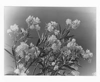 Oleanders in Bloom]