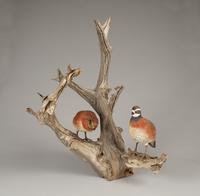Pair of quail on log