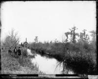 Swamp View (Sugar Mill in Background)