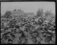Tobacco Field and Farmer