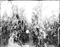 Corn Field, Baton Rouge Agric. Exp. Station