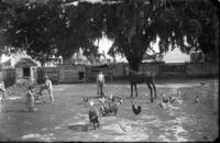 Children surrounded by farm animals