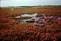 Sea lavender in marsh