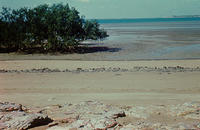 Tidal flat at Darwin, east end of Fannie Bay