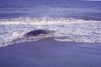 Dead walrus in waves