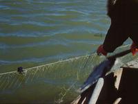 Joeb Woods picking white fish from a net