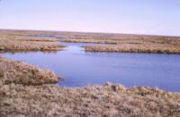 Tundra ponds
