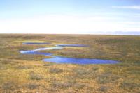 Tundra ponds
