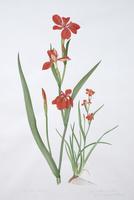 Red Iris or Bronze Iris