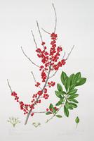 Deciduous Holly or Possum Haw