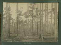 Partially logged pine forest.