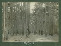 View of a pine forest.
