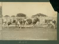 Cattle at the Louisiana State University experimental farm.