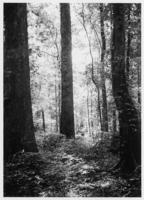 Greenleaf Bend, gum ridge, August 1938