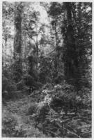 Gum ridge woods in Greenleaf, near Rainey Lake, March 1940