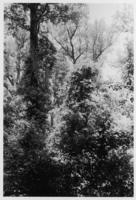 Gum woods in Andrews Bend, May 1939