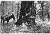 Big cottonwood, near Methiglum Bayou, Spring 1939