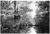 Lake in Andrews Bend, May 1939