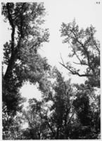 Tops of sweetgum trees (in John's Bayou or Greenleaf Bend areas), June 1937