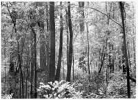 Woods in flat near John's Bayou, April 1935