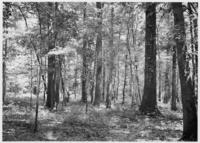 Woods near John's Bayou, December 1937