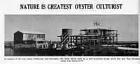 Nature if Greatest Oyster Culturist