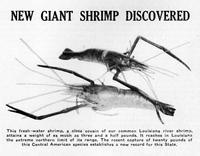 New Giant Shrimp Discovered
