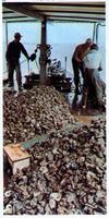 Oyster culling on ship deck