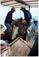 Oyster dredge dump