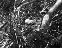 White Ibis eggs in nest