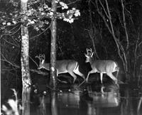 Deer in swamp