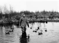 Duck shooting with decoys