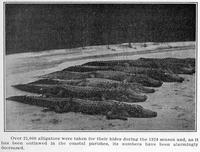 Alligator hunting in 1924