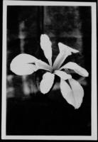 Halsey  Gigan  ticaerulea.  Blade Clematis 42K11.  Midrili Sunflower 9-L-4