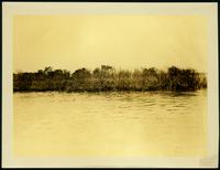 (Ira elieyter)  mangrove bushes on 40 Arpent Canal knee St Bernard