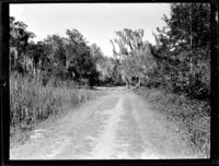 Marsh on left Tupelo brake on right Deer Island