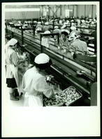 Oyster packing, Japan 1