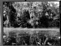 Pond with hyacinth