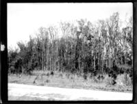 Sour Gum Swamp near Indian Village