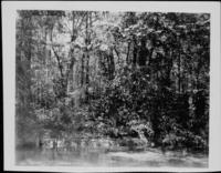 Swamp with dense trees