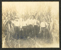 Group of men in a sugar cane field