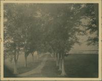 Avenue of Trees, Avenue of Oaks