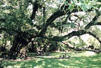Sallier Oak