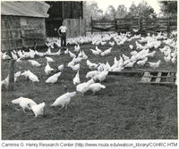 Young man in chicken yard